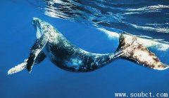 海洋霸主藍(lán)鯨，世界上最大的海洋生物