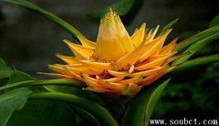 地涌金蓮，開(kāi)花時(shí)間最長(zhǎng)的花