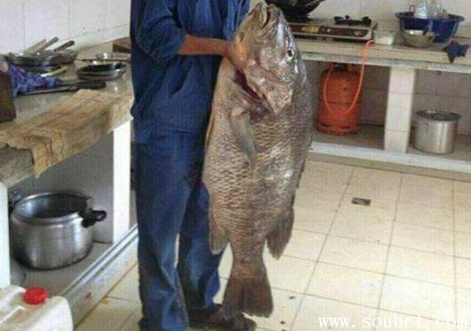50斤重羅非魚，世界上最大的羅非魚