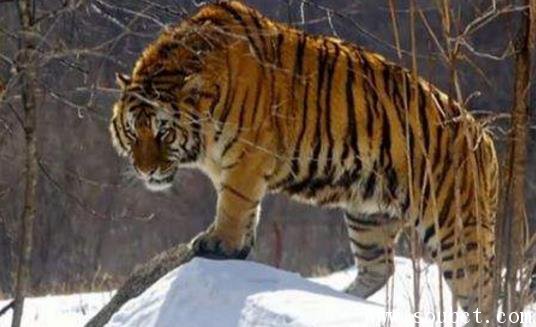 史上最大的西伯利亞虎
