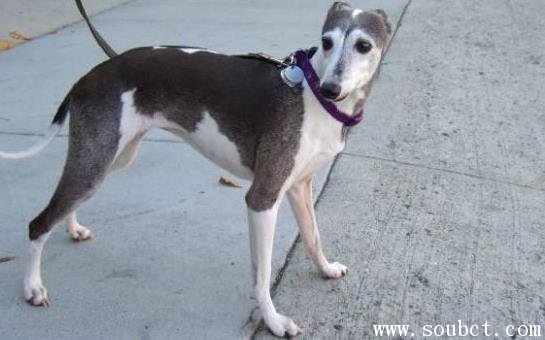 靈緹犬，世界上跑得最快的狗