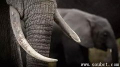 象牙,世界上最大的牙齒