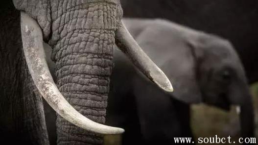 象牙，世界上最大的牙齒
