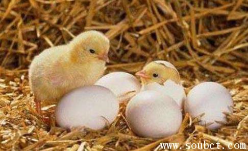 蘆花雞，產蛋量最高的土雞