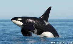 虎鯨,世界上最大的海豚