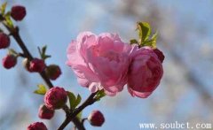 梅花，世界上最堅(jiān)強(qiáng)的花