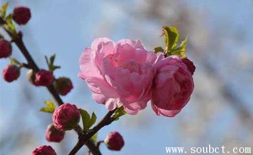 梅花,世界上最堅強的花