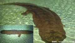 最長的蠑螈和娃娃魚的區(qū)別