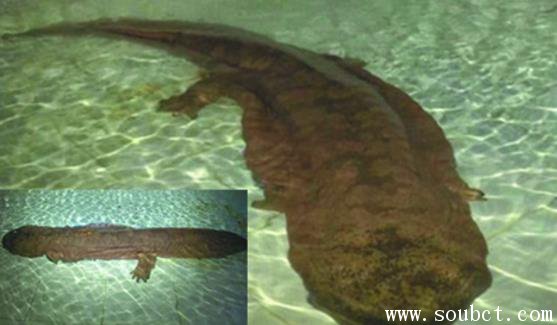 最長的蠑螈和娃娃魚的區(qū)別