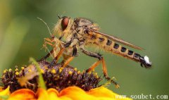 擬食蟲虻，世界上最大的蒼蠅