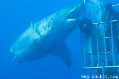 世界上最大的大白鯊