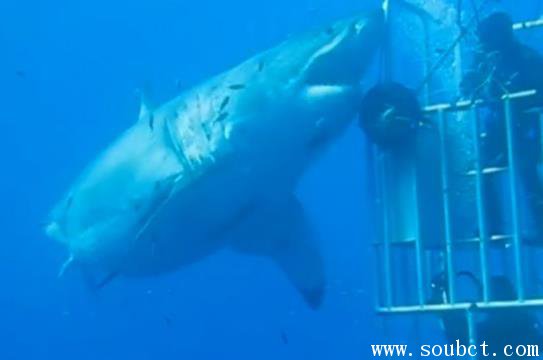 世界上最大的大白鯊