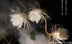 世界上最好看的曇花