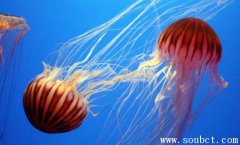 燈塔水母,地球上壽命最長的生物