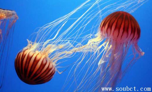 燈塔水母，地球上壽命最長的生物