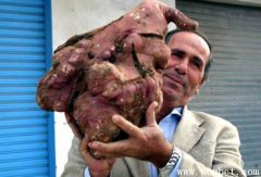 世界上最大的紅薯頂100個普通紅薯