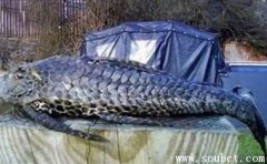 世界上最大的清道夫魚