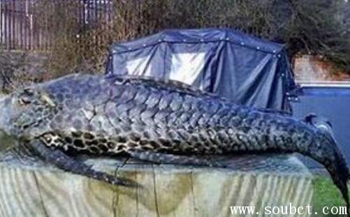 世界上最大的清道夫魚