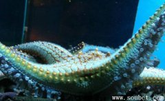 世界上最大的海星