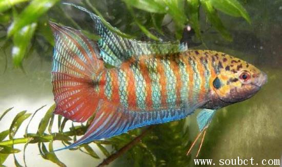 中國斗魚，世界上最好養的魚