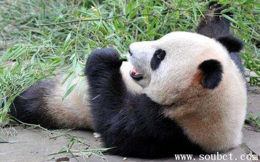 世界上最大的熊貓超過300斤