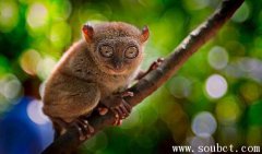 眼鏡猴，世界上眼睛最大的動物