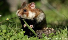 黑腹倉(cāng)鼠，世界上最大的倉(cāng)鼠