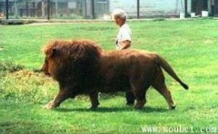 純種巴巴里獅，世界上最大的獅子