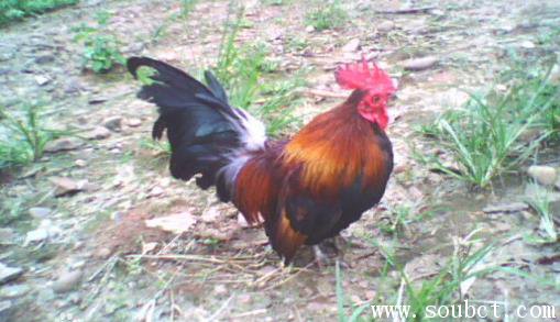 矮腳雞,最小的觀賞雞