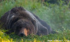 科迪亞克棕熊vs北極熊,世界上最大的熊