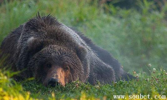 科迪亞克棕熊vs北極熊，世界上最大的熊