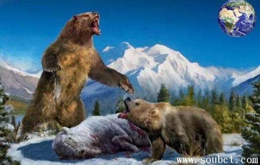 世界最大的熊,短面熊和劍齒虎誰厲害