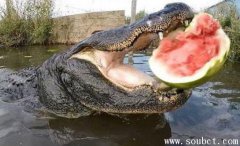 灣鱷VS大白鯊,世界上咬合力最大的動物