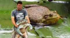 非洲巨蛙，世界上最大的青蛙