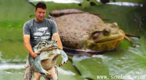 非洲巨蛙，世界上最大的青蛙