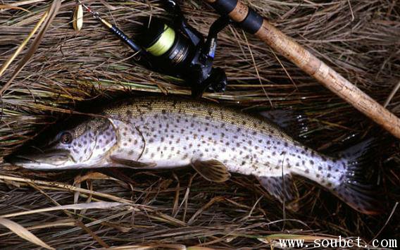 黑斑狗魚，世界上壽命最長的魚