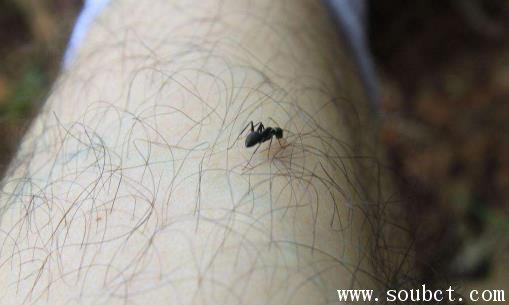 墨蚊，世界上最小的蚊子
