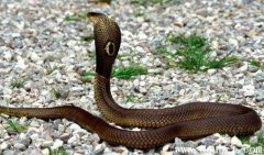 眼鏡王蛇的3種天敵，世界上最大的毒蛇