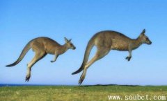 袋鼠，世界上跳的最高的動(dòng)物