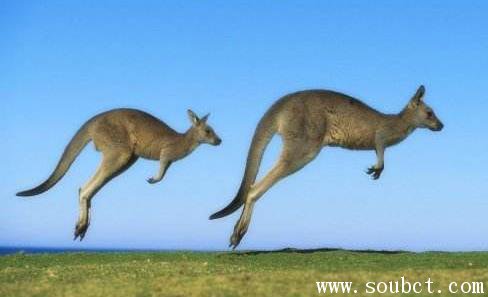 袋鼠,世界上跳的最高的動物