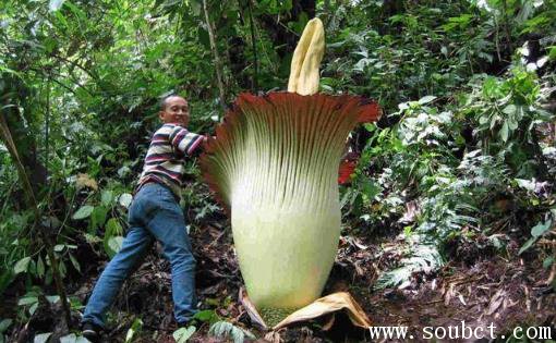 世界上最恐怖的花，吃人的食人花
