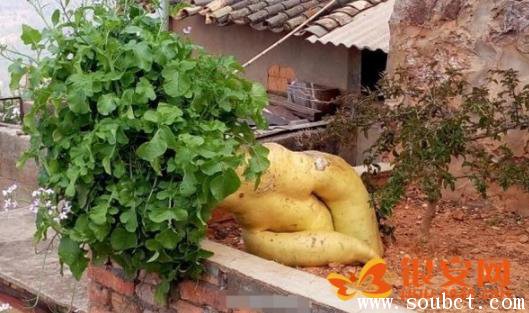 世界上最大的蘿卜