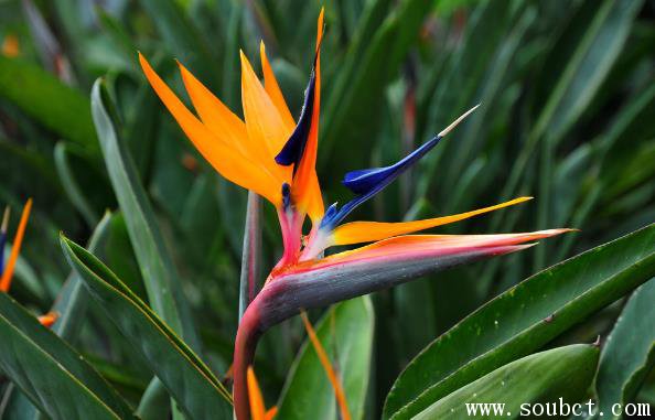 世界上最美的花,鶴望蘭的寓意