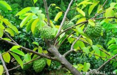 世界上最罕見的水果，釋迦果的功效與禁忌