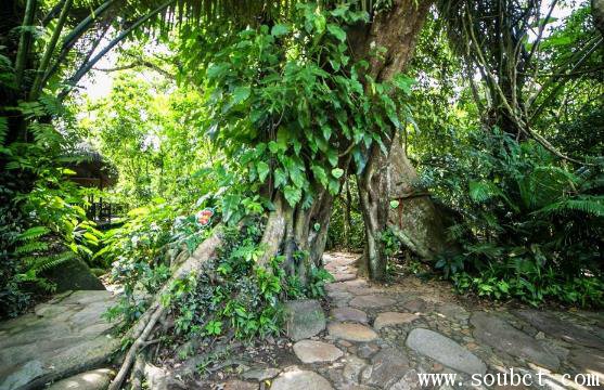 世界上最大的熱帶雨林,亞馬遜熱帶雨林