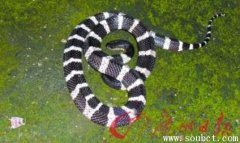 世界上最毒的蛇,銀環蛇咬傷后死亡機率