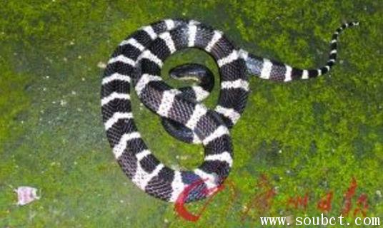 世界上最毒的蛇,銀環蛇咬傷后死亡機率