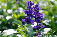 花期最長的花,鼠尾草的功效和作用