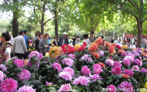 大麗花的花語，世界上最美的花