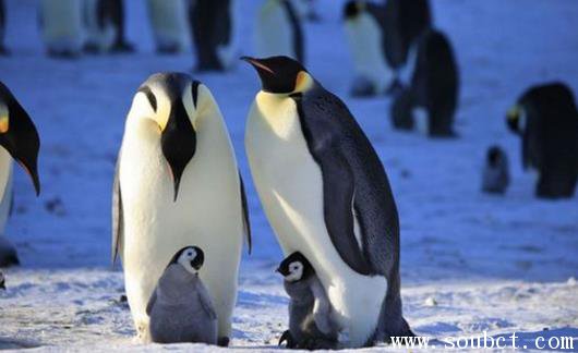 世界上最大的企鵝，帝企鵝和王企鵝的區(qū)別